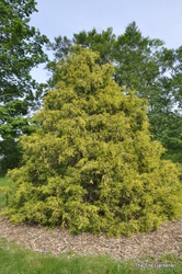 Chamaecyparis pisifera 'Lemon Thread' — photo 1